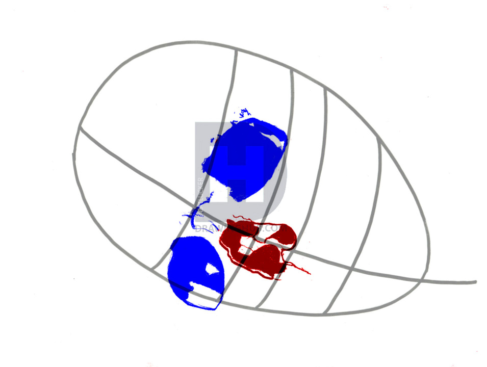 955x720 How To Draw A Realistic Skull, Human Skull, Step