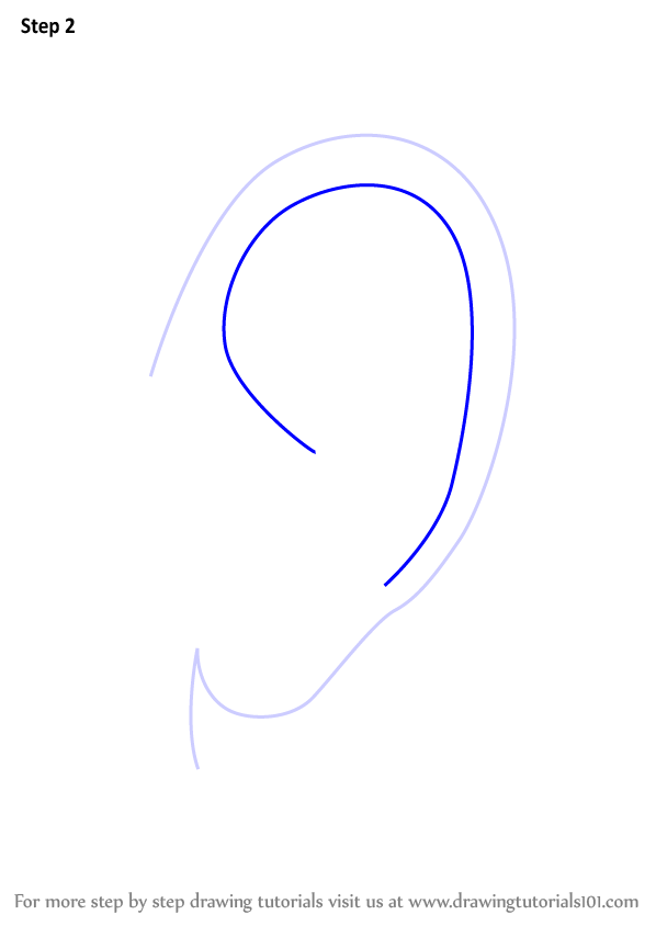 598x844 Learn How To Draw Realistic Ear With Pencils