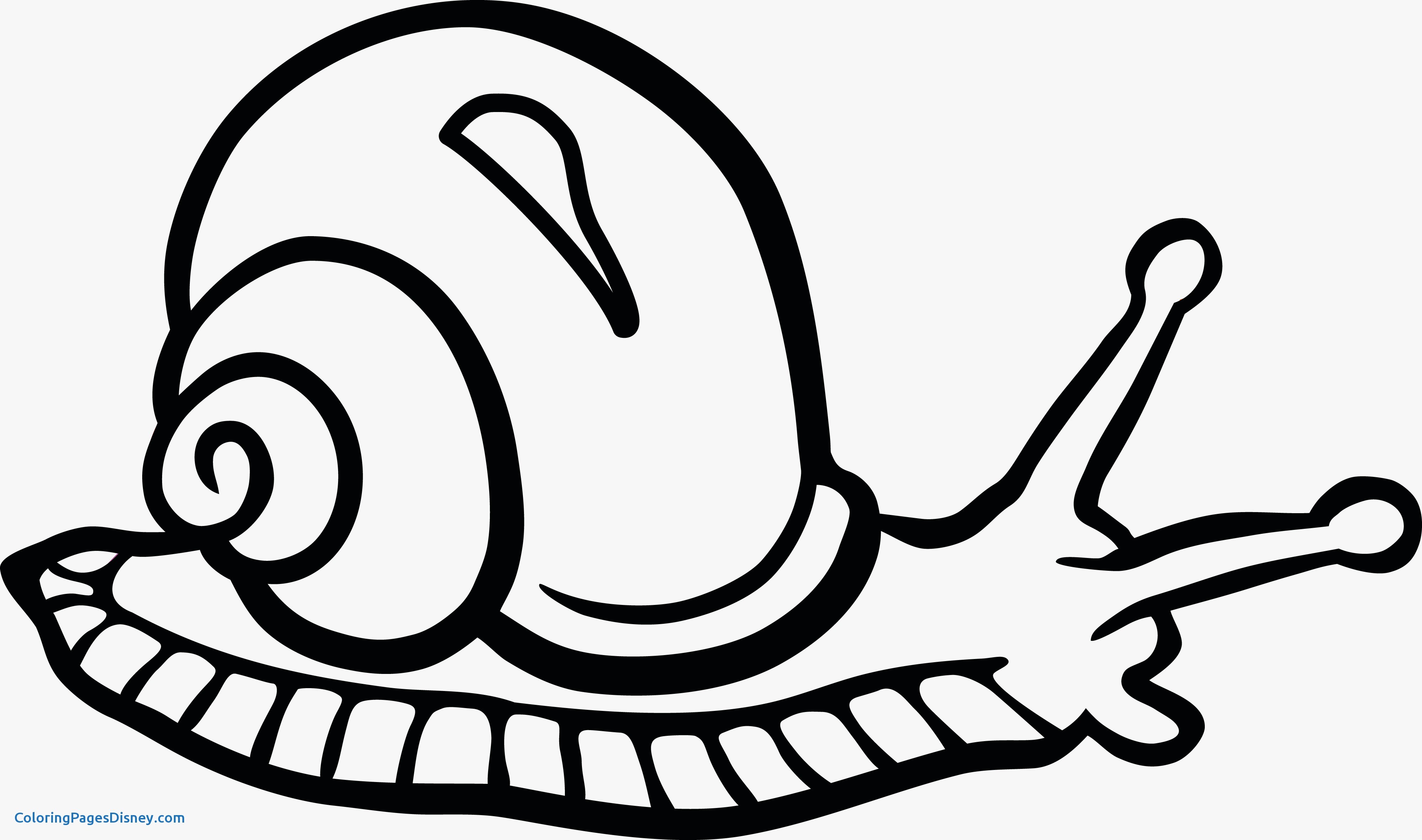 4000x2362 Snails Clipart Black