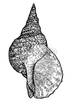 283x400 triton's trumpet, shell illustration, drawing, engraving, ink