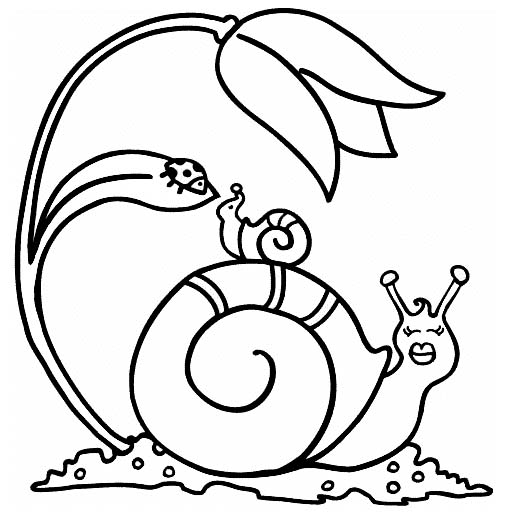 510x514 A Tiny And Slow Animal, Snail Coloring Pages
