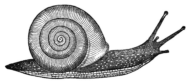 640x279 Fileneohelix Albolabris Drawing Live