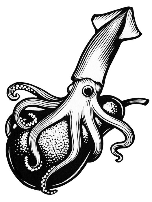 Realistic Squid Drawing