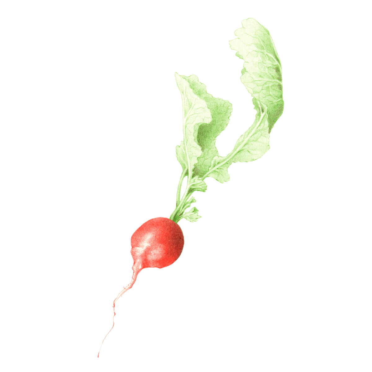 1200x1200 Drawing Vegetables Realistic Transparent Png Clipart Free