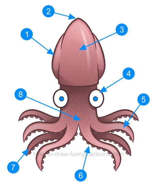 514x622 How To Draw A Squid Clipart