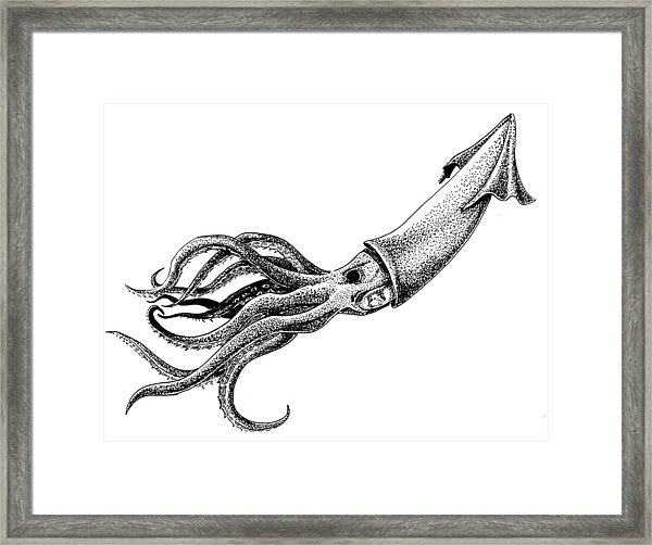 600x502 Humboldt Squid Drawing