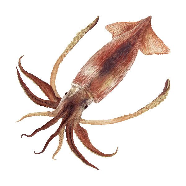 600x600 Japanese Flying Squid Clipart Graphics Liked On Polyvore