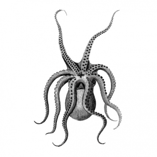 320x320 Search Squid From Millions Free Vectorphoto On Nohat Me