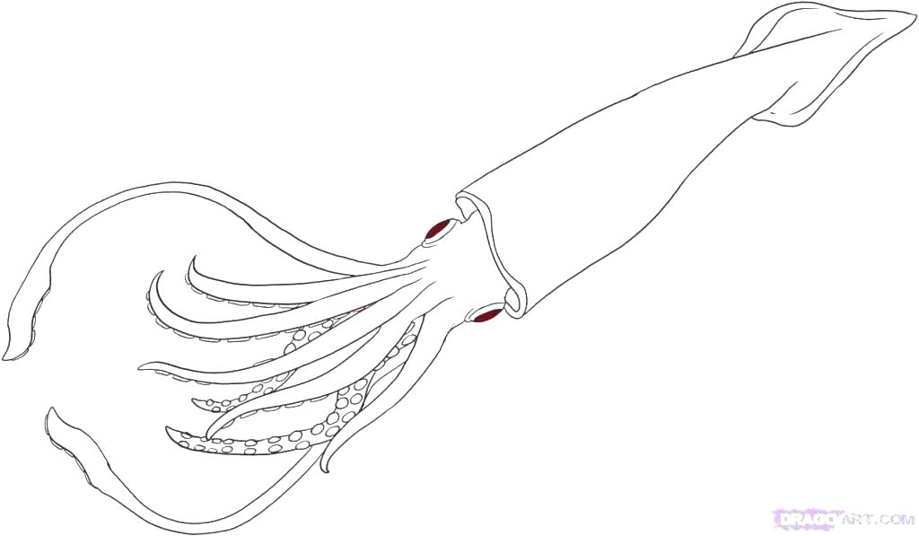 1024x597 Squid Clipart Black And White