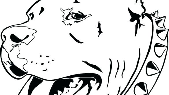585x329 Pitbull Coloring Pages Stunning Idea Coloring