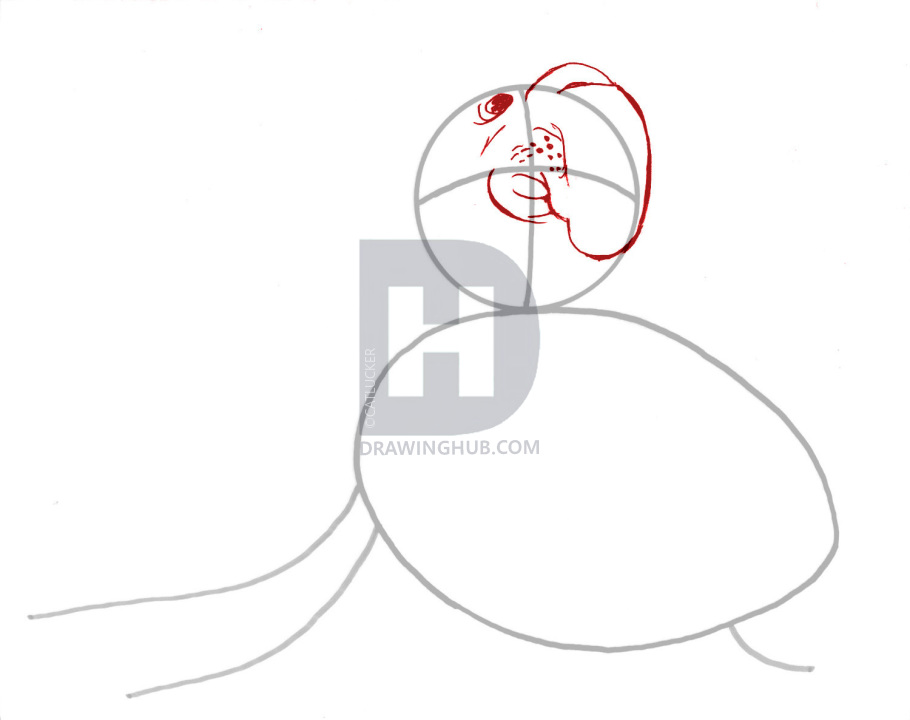 910x720 How To Draw An Elephant Seal, Draw A Realistic Elephant Seal, Step