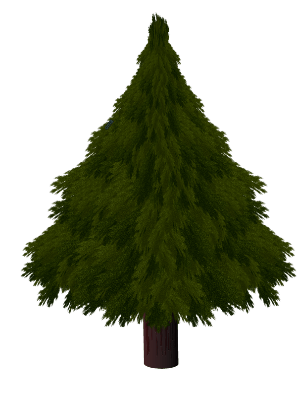 600x800 Pine Drawing Realistic Transparent Png Clipart Free Download
