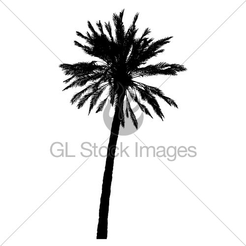 500x500 Silhouette Of Palm Trees Realistic Vector Illustration Gl Stock