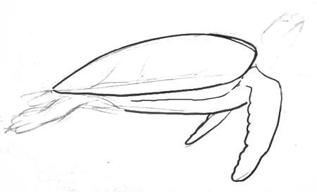 450x272 How To Draw A Sea Turtle