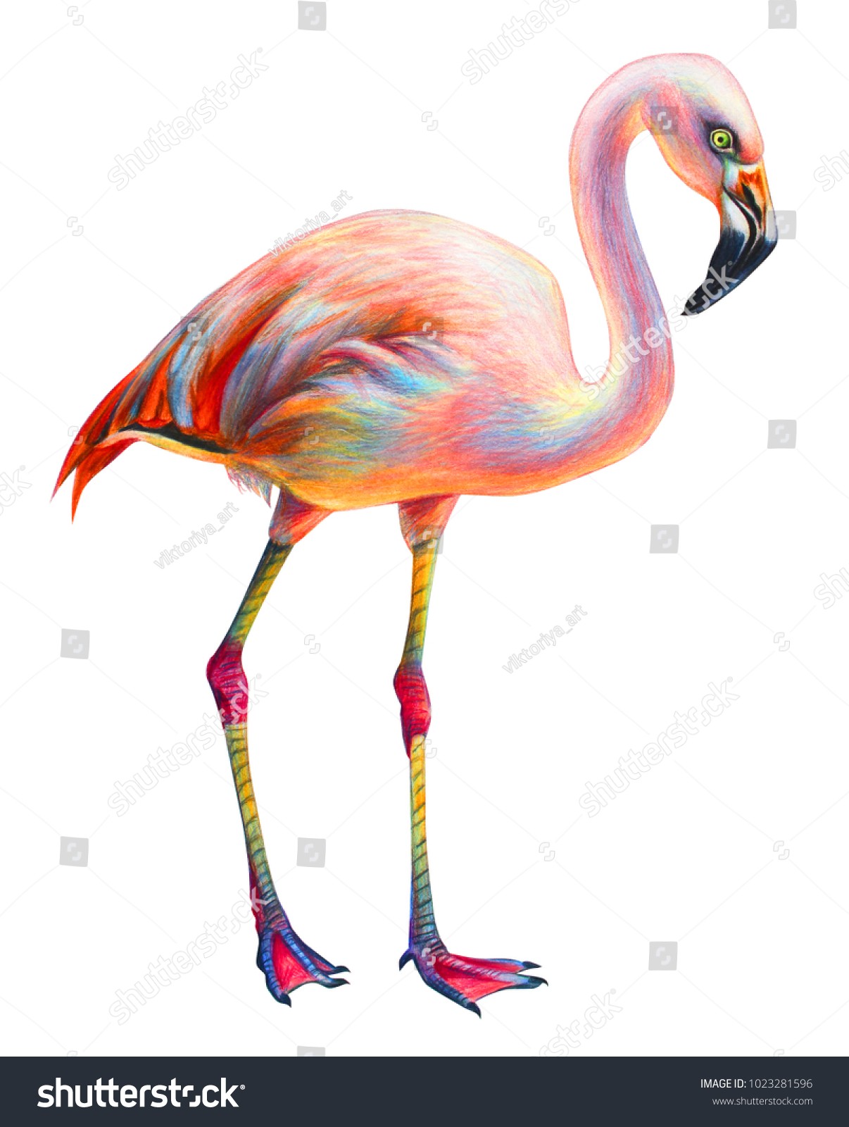 1206x1600 Flamingo Drawing New Pink Realistic Flamingo Drawing Stock