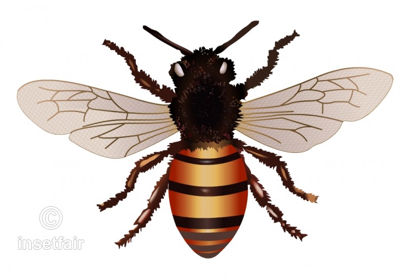 800x544 Realistic Drawing Of Honey Bee With Adobe Flash