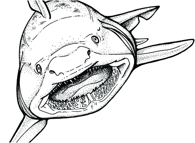 827x609 Coloring Pictures Of Sharks Coloring Book Pictures Of Rks