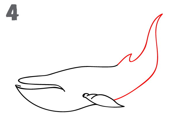 624x484 How To Draw A Blue Whale