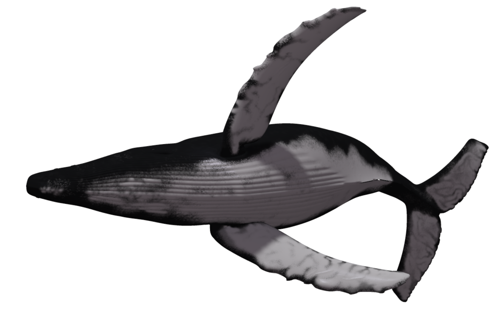 1024x639 Mammal Drawing Humpback Whale Transparent Png Clipart Free