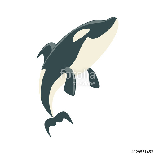 500x500 Orca Black And White Arctic Killer Whale Asking For Food