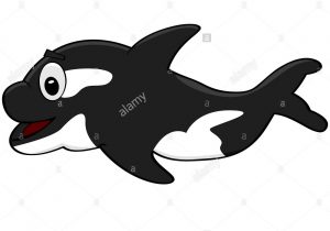 300x210 orca cartoon drawing orca black and white arctic killer whale