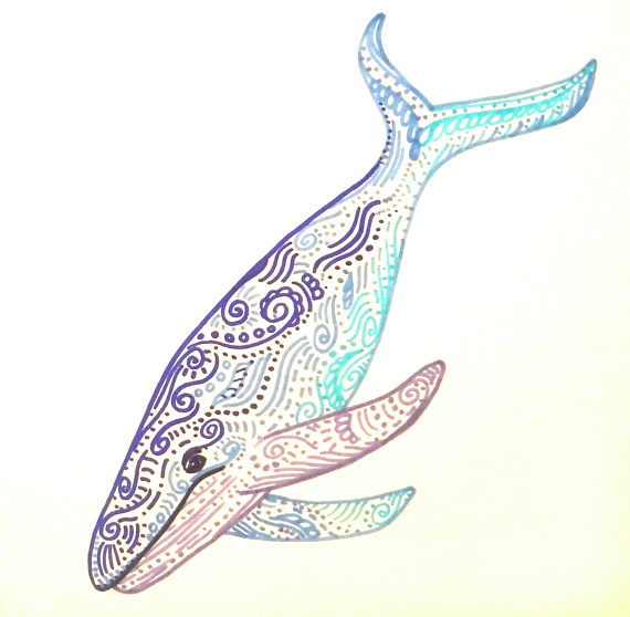570x558 Whale Drawing Free Download