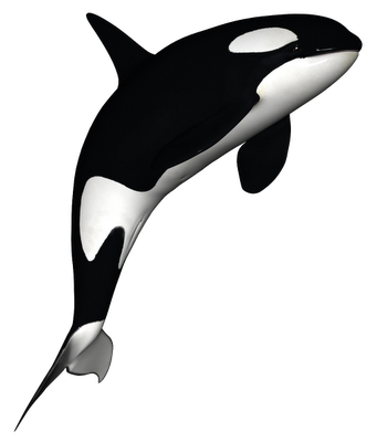 341x400 orca decoration cool tattoo ideas orca tattoo, whale tattoos