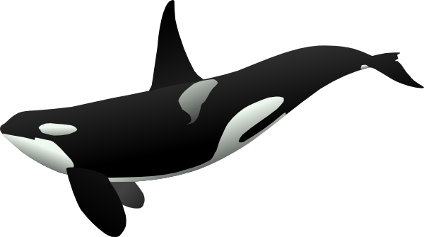 600x335 Collection Of Free Whale Drawing Realistic Download On Ui Ex