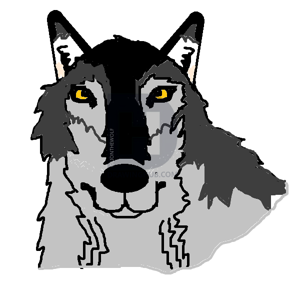578x561 How To Draw A Realistic Wolf, Step