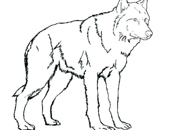 651x500 Printable Realistic Wolf Coloring Pages