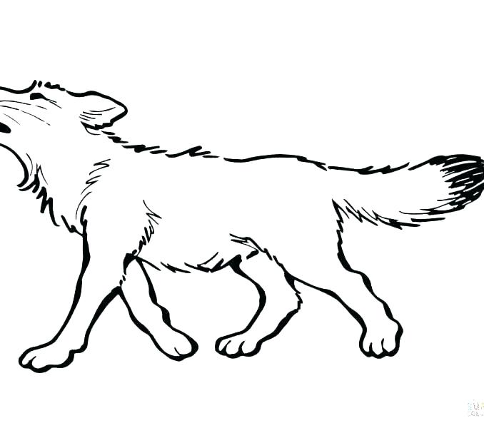 678x600 Wolf Coloring Pictures Realistic Wolf Coloring