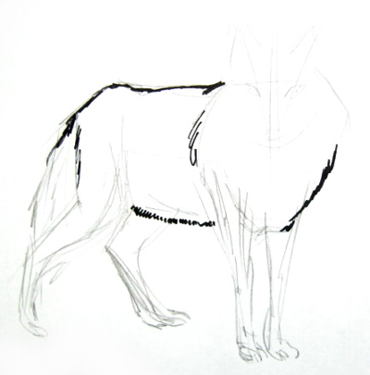 370x375 How To Draw A Gray Wolf