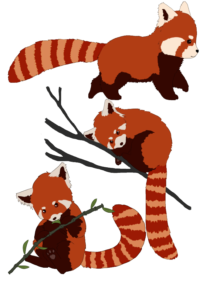 702x927 Red Panda Doodles