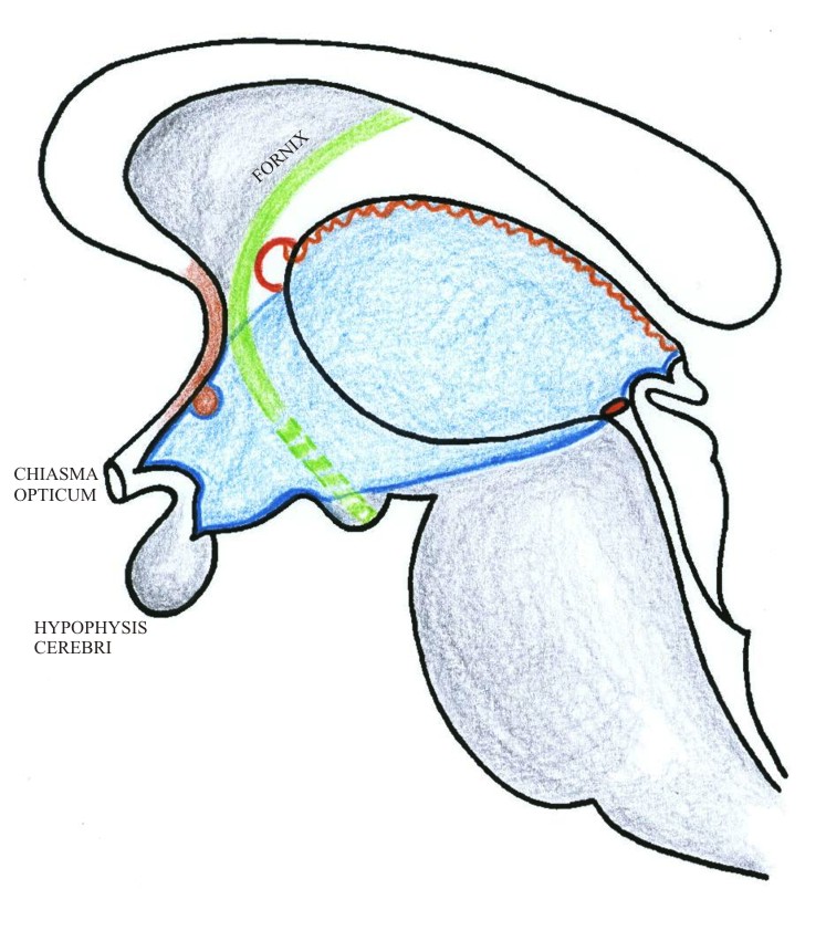 747x842 Neuroanatomy I