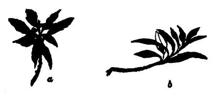 448x193 The Elements Of Drawing