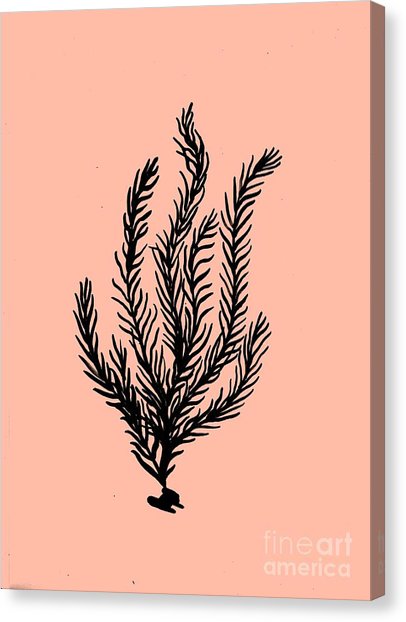 406x622 Algae Drawing Canvas Prints