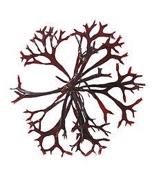 220x246 Chondrus Crispus