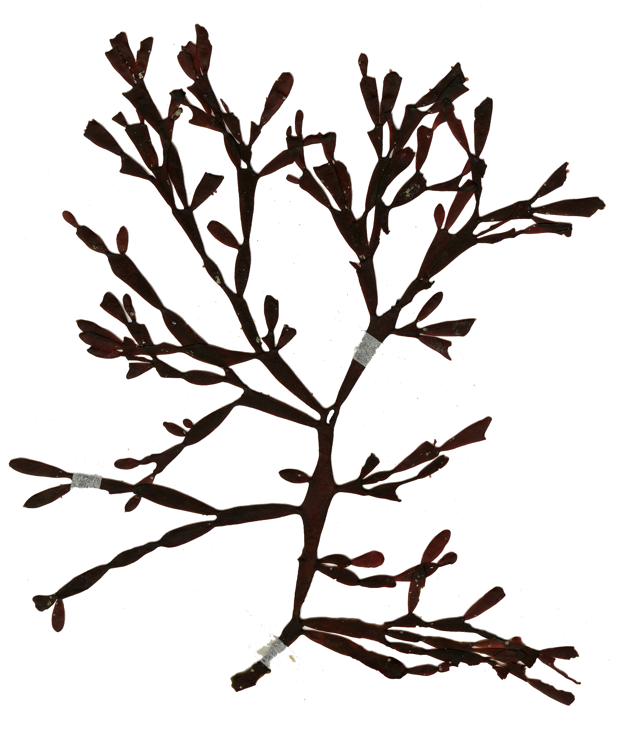 1969x2407 Marine Red Algae Of Kamakura