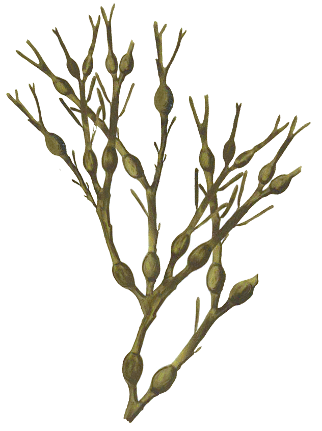 632x846 Prodotti Arca The Algae Products We Have Developed