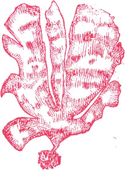 411x560 Red Alga Rubber Stamp Leafy Shape