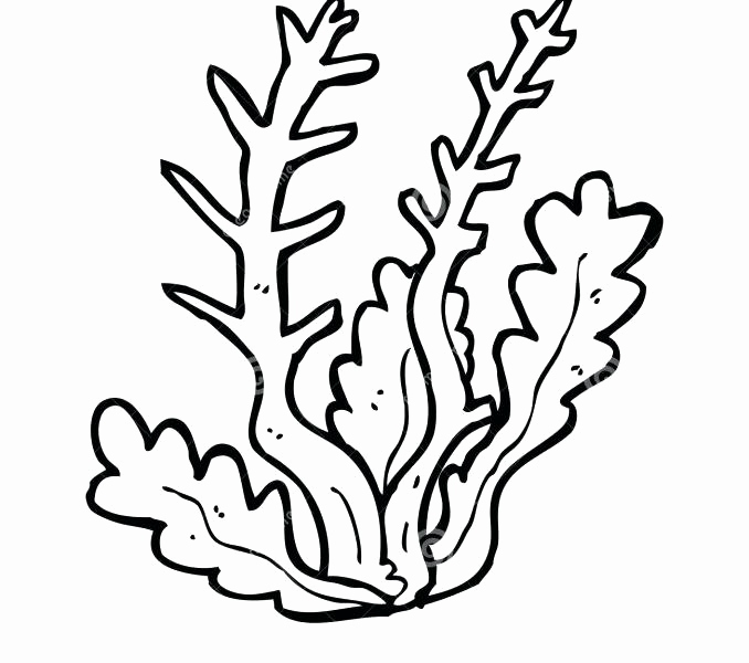 678x600 Seaweed Drawing Free Download