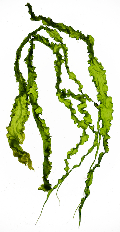 391x750 Seaweed Ie Ulva Or Sea Lettuce