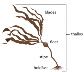 Red Algae Drawing | Free download on ClipArtMag