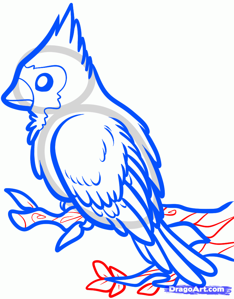 815x1041 How To Draw A Red Bird, Red Cardinal Bird Step Art