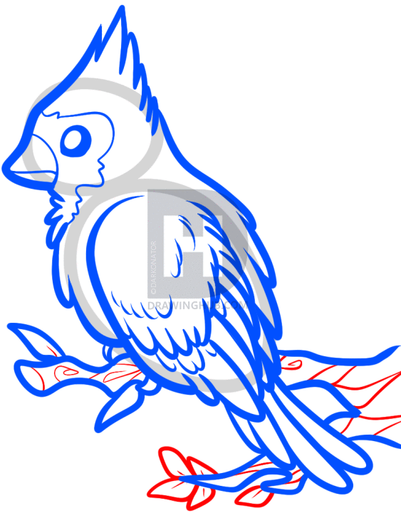 563x720 How To Draw A Red Bird, Red Cardinal Bird, Step