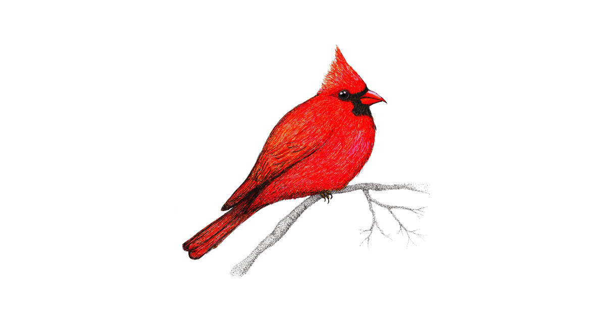 1200x630 Northern Cardinal Pen Drawing