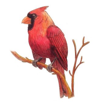 336x336 Red Cardinal Drawing Northern Step