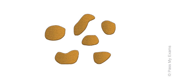 550x250 Components Of Blood, Cardiovascular System