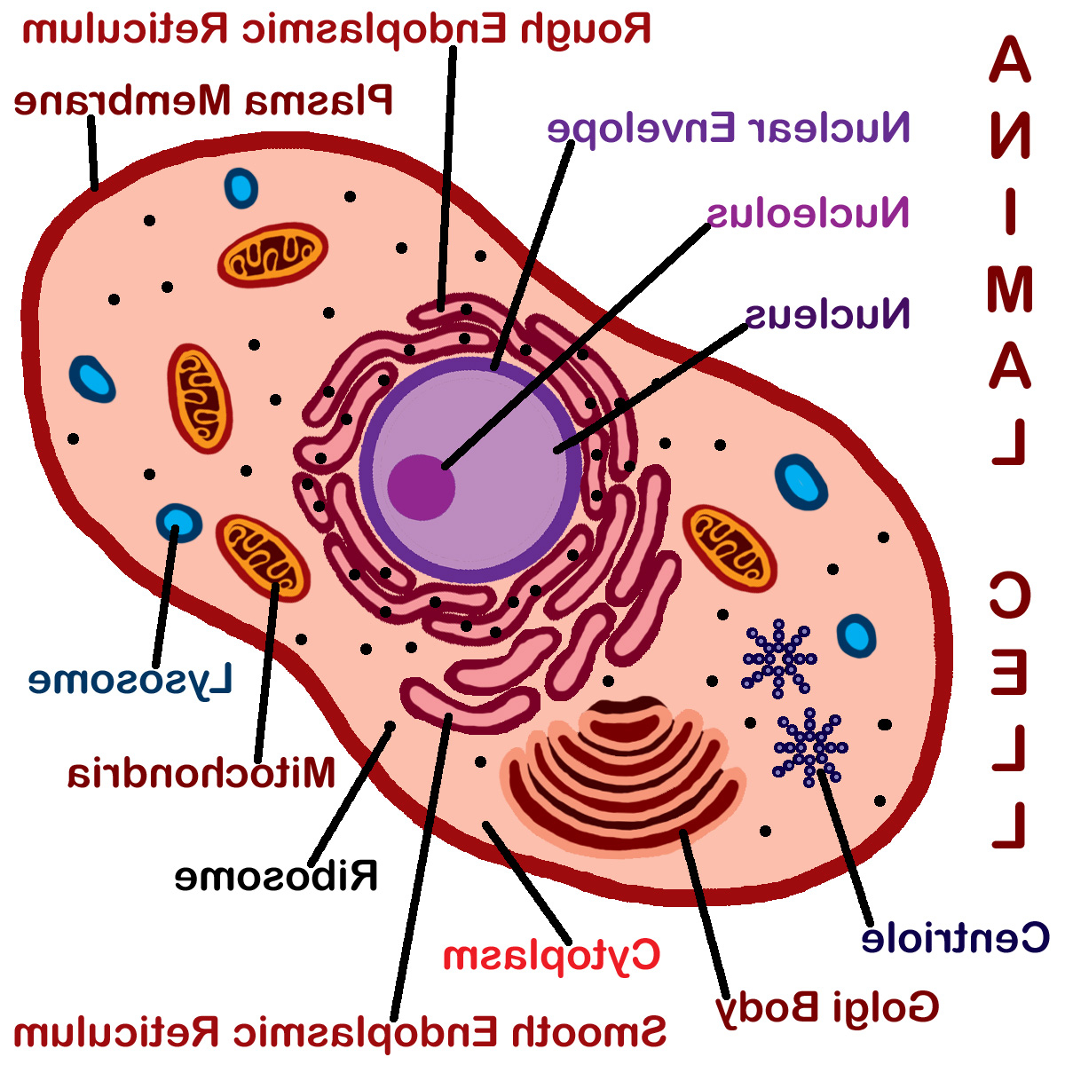 1200x1200 Cell Drawing For Free Download