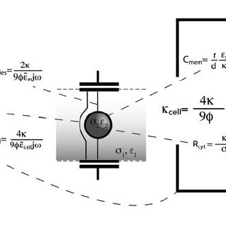 318x318 Enrichment Of Red Blood Cells Parasitized
